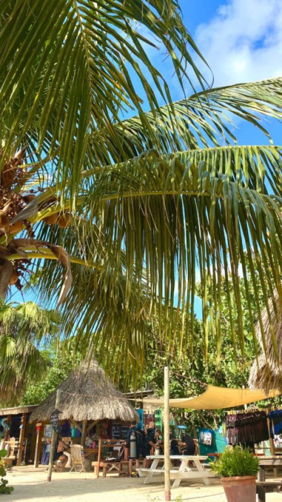 casao abo beach top 12 mooiste strand palmboom
