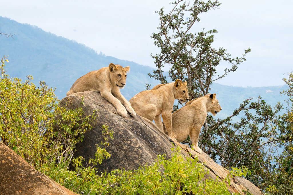 3 leeuwen  Tsavo East National Park