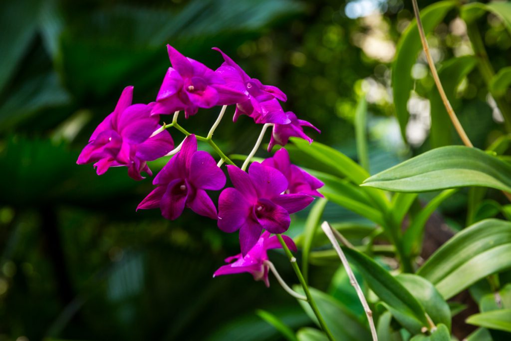 Bangkok butterfly garden Thailand rondreis