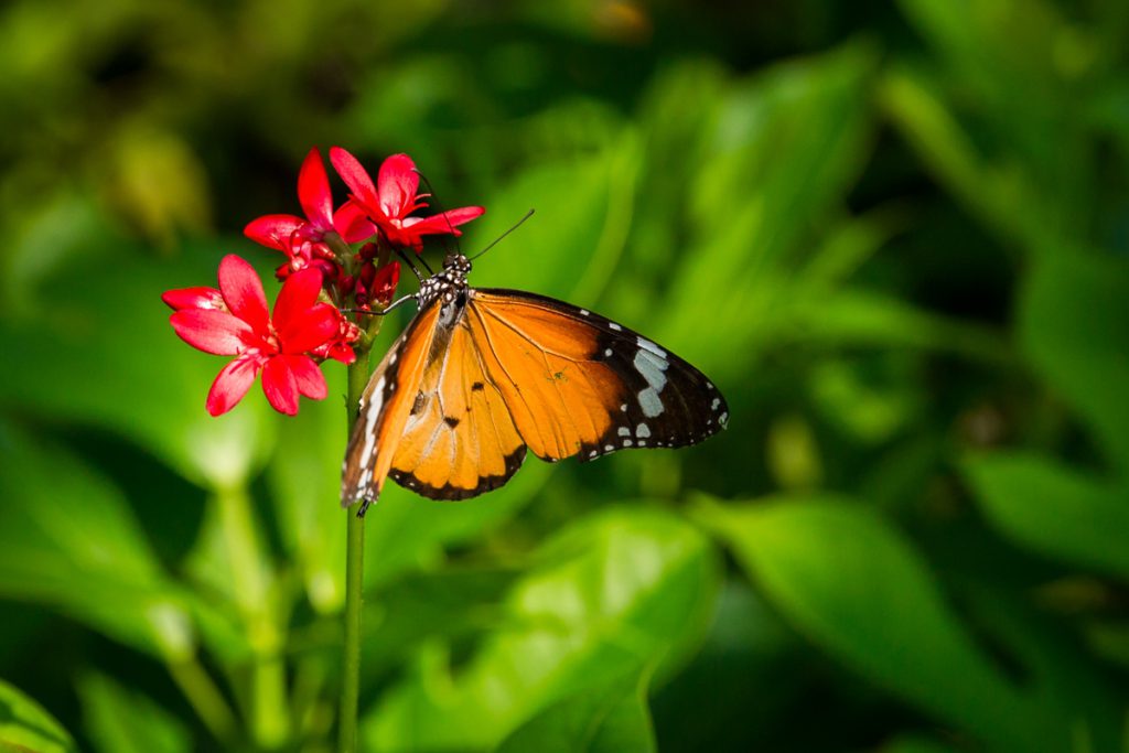 Bangkok butterfly garden