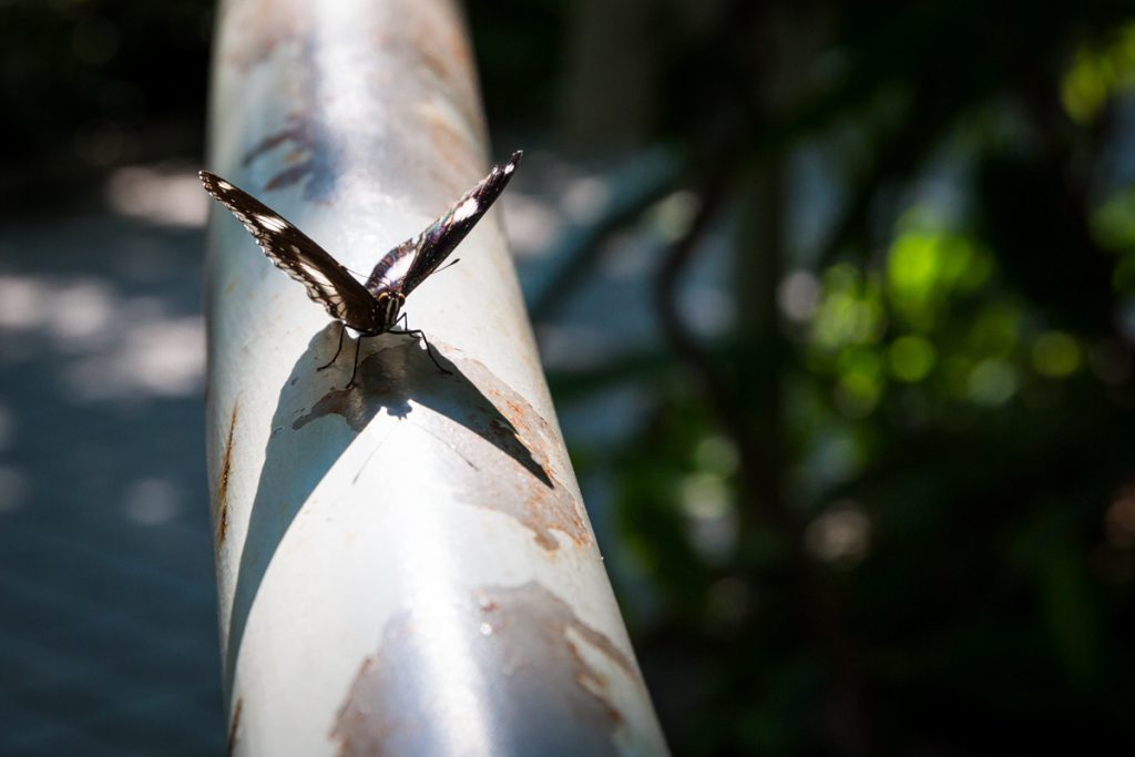 Bangkok butterfly garden vlinder thailand rondreis