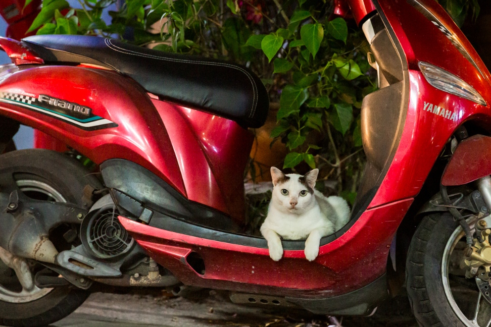 Koh Tao kat op scooter